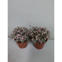 [근이네식물원]칼라은행목/칼라아앙무