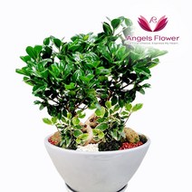 엔젤스플라워 전국꽃배달서비스 생화 장미꽃바구니 관엽식물 축하 프로포즈, P082PR_인삼팬다 고급형, 1개