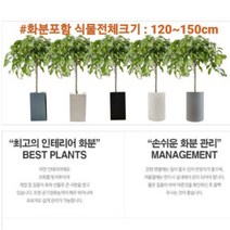 없음 [반값화분] MAIN-대형킹벤자민150(원조돈나무) 직접배송 축하화분 개업화분 거실화분 카페화분 인테리어화분 아레카야자 극락조 알로카시아 파키라 고무나무, 사각블랙