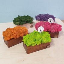 편백나무 멀바우 사각원목 스칸디아모스화분 천연오일 습기조절 공기정화 천연이끼, 편백나무사각화분, E-퍼플