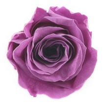 프리저브드 플라워 장미 보라 24송이