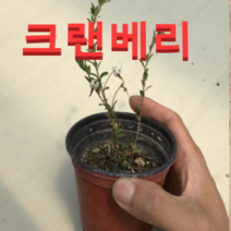 (성실농원)크랜배리 삽목2년생(포트) 4그루
