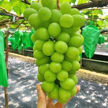 [김철진 농부] 프리미엄 수출용 샤인머스켓 망고포도 제철, 품질보장 선물용 2KG (2~3수)