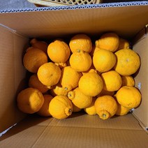 [산지직송] 제주 한라봉 못난이 5kg 10kg, 1박스