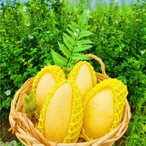 파몰 - [항공직송] 망고 맛집 애플망고 골드망고, 골드망고 4kg (10-13과)