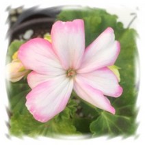 [어린모종]제라늄(영양계-조날) : 8cm분, 핑크브러쉬, 1개