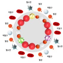 적혈구 백혈구 혈액세포 역할이해 구슬팔찌 5인세트 창의력 혈장 영양소운반 홈스쿨 방과후 초등과학 성취감 DIY 혈소판 단체학습