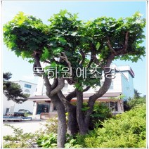 목하원예조경 엄나무 묘목 음나무 묘목 (실생2년특묘) 재배목