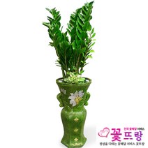 꽃뜨랑 전국배송 대형화분 행운목 해피트리 스투키 금전수 개업화분 당일배송꽃배달, B02 금전수, 1개
