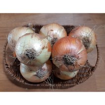 국내산 햇 양파 1kg, 1개