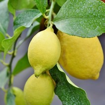 과일 (특급) 오늘출고 레몬3KG 레몬 레몬즙 레몬청만들기 레몬나무 [WBB616B], 쿠팡 3KG, 쿠팡 본상품선택