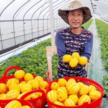 산지직송 성주참외 가정용참외 선물용참외 꼬마참외 2kg 3kg 5kg, 옵션 2. 성주참외 꼬마용 3kg