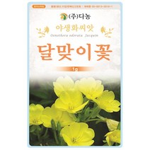 벌개미취 300립 - 야생화 씨앗 꽃씨 씨 꽃씨앗 벌개미취씨앗 벌개미취씨 다년생 여러해살이 야생화씨 야생화씨앗 꽃, 13_다농_달맞이꽃(1g)
