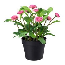 이케아 페이카 인조식물 데이지 핑크, 단품