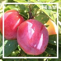 내꽃농원 플럼코트(하모니) 접목 1년(화분)