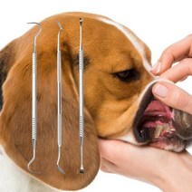 강아지 고양이 치석제거기 애견 스케일러 치석제거기 스케일링 세트