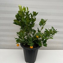 [다은꽃농원]황금열매 유주나무 중품 과실수 달콤한 향 키우기쉬운 실내공기정화식물 관상수 인테리어