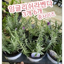 잉글리쉬라벤다-중-3개 6개/영국에서 가장 많이 식재되는 영국 라벤더, 6개