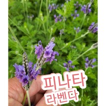 피나타라벤다/지중해 연안이 원산지로 상록 관목으로 자라는 허브