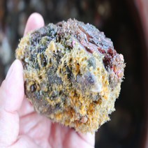 통영 산지직송 돌멍게 1kg, 1개