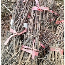 키움원예 mba머루포도 묘목 1주 조경수 묘목, 1개, 본상품선택