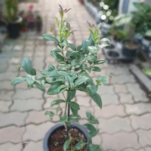 무배특가 레몬나무 중대품 과실수50~80cm 249, 1개