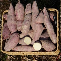 고구마10키로 해남 밤고구마 다이어트 군고구마 강아지 간식 3kg 5kg 10kg, 중사이즈 3kg