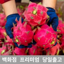 [특등급선별] 용과 2.5kg 선물 과일 열대과일 과일추천 맛있는과일 용과 용과먹는법 레드용과 적용과 붉은용과 건조용과 용과선물세트
