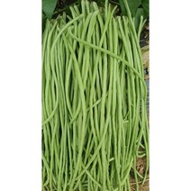흰줄콩 1kg