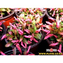알터난세라
