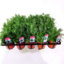 에덴플랜트 (5개한세트) 피나타라벤더 소품 레이스라벤더 향기로운식물 스트레스해소 심신안정 허브 공기정화, 5개