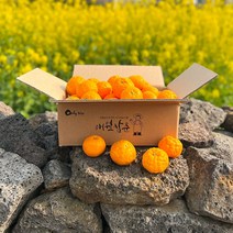 품질보증 제주 고당도 명품감귤 신비향(수라향) 2kg, 명품 감귤 신비향 2kg(가정용/중소과)