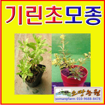 (D소망)야생화 섬기린초 기린초모종(포트)20개(선택)