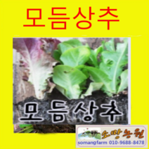 (Y소망)모듬상추모종 20개(4종류)