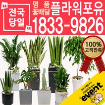 개업화분 인테리어식물 배송 떡갈나무 대엽홍콩 뱅갈고무나무 관음죽 알로카시아 소철 극락조 만냥금 무늬벤자민 파키라 당일, (선택22)율마