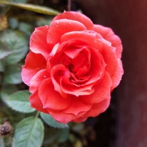 향수묘목농원장미 - 사계땅장미 미니사계넝쿨장미 (스칼렛), 사계땅장미주황