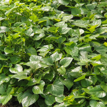 해남 고구마모종 1단 꿀 밤 호박 자색 소담미 고구마순 (종순)싹 <예약주문가능>, 소담미_고구마모종1단(1.2kg), 4월20일(목요일도착)” class=”wr-img”></a></div>
</p></div>
</p></div>
</p></div>
<div class=