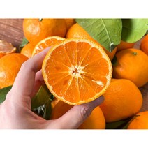 제주 카라향 고당도 꿀뚝뚝 1.5kg 2kg 5kg 10kg 가정용, 꿀당도 제주 카라향 가정용 4kg