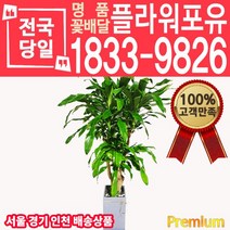 행운목 괴목 개업축하화분배달 대형 카페 인테리어식물 개업식 개업선물 집들이 거실화분 실내화초 서울 경기 인천