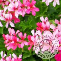 에센셜오일 로즈제라늄 100ml 유기농 (Rose Geranium Essential Oil) | 제조사 커풋 원산지 영국