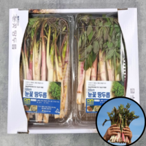 국내산 강원도 산지직송 향긋한 눈꽃 땅두릅 300g, 눈꽃 땅두릅 2kg