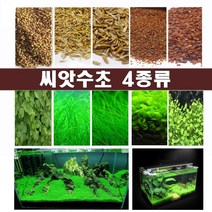 수초 씨앗수초 수초씨앗 전경수초 4종, 4번