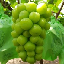 국내산 맛있는 고당도 샤인머스캣 포도 2kg, 단품