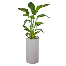 여인초 130cm 그레이 화분