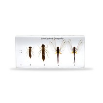 (아리랑과학) 실물표본 - 잠자리 한살이 ARI-C7006, 본상품