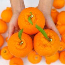 제주 당도선별 꿀뚝뚝 한라봉 가정용, 로얄과 5kg