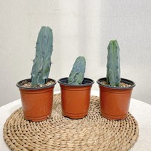 용신목 선인장 (1종)