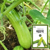 마이플랜트 애호박 20립 채소 씨앗 베란다 텃밭 가꾸기
