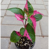 룬데리 파티타임 핑크무늬 희귀식물 공기정화식물 토분 풀잎이야기, 기본 플라스틱 포트