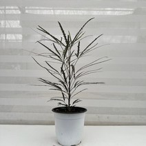 [다은꽃농원]아라리아 아랄리아 중품 키우기쉬운 실내공기정화식물 이국적인 느낌 인테리어, 1개